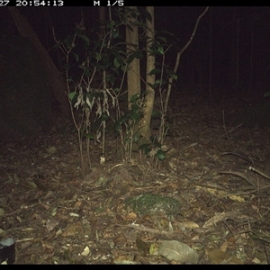 Pseudocheirus peregrinus (Common Ringtail Possum) at Foxground, NSW - 27 Oct 2024 by howie