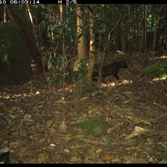 Felis catus (Feral Cat) at Foxground, NSW - 10 Nov 2024 by howie