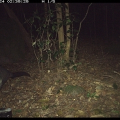 Trichosurus cunninghami (Mountain Brushtail Possum, Southern Bobuck) at Foxground, NSW - 24 Nov 2024 by howie