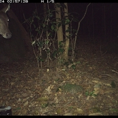 Cervus unicolor (Sambar Deer) at Foxground, NSW - 24 Nov 2024 by howie