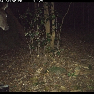 Cervus unicolor (Sambar Deer) at Foxground, NSW - 24 Nov 2024 by howie
