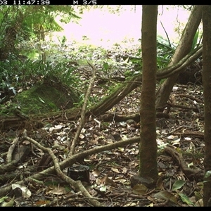 Capra hircus (Goat, Feral Goat) at Foxground, NSW - 3 Dec 2024 by howie