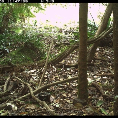 Capra hircus (Goat, Feral Goat) at Foxground, NSW - 3 Dec 2024 by howie