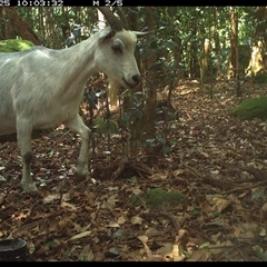 Capra hircus (Goat, Feral Goat) at Foxground, NSW - 25 Nov 2024 by howie