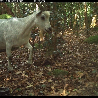 Capra hircus (Goat, Feral Goat) at Foxground, NSW - 25 Nov 2024 by howie