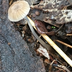 Mycena sp. (genus) (Mycena) at Crowther, NSW - 12 Jun 2025 by Frecko
