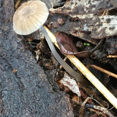 Mycena sp. (genus) (Mycena) at Crowther, NSW - 12 Jun 2025 by Frecko