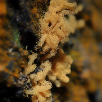 Heterotrichia spp. at Paddys River, ACT - 11 Jun 2025 by TimL