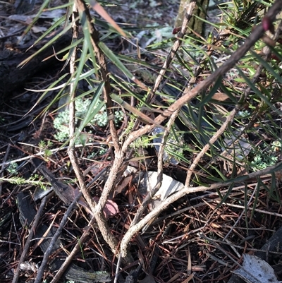 Melichrus erubescens (Ruby Urn Heath) at Crowther, NSW - 12 Jun 2025 by Frecko