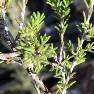 Calytrix tetragona at Crowther, NSW - Yesterday by Frecko