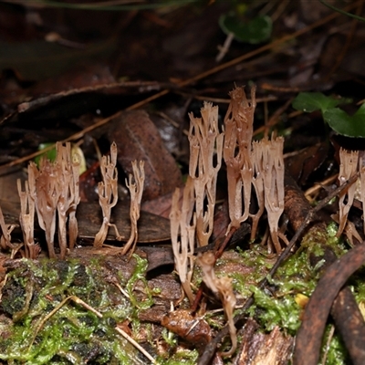 Artomyces sp. (A coral fungus) at Paddys River, ACT - 11 Jun 2025 by TimL