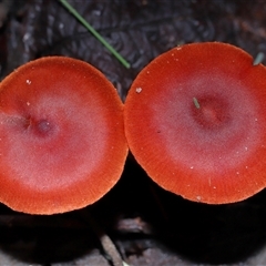 Unverified Cap on a stem; gills below cap [mushrooms or mushroom-like] at Paddys River, ACT - 11 Jun 2025 by TimL