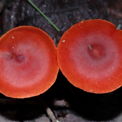 Unverified Cap on a stem; gills below cap [mushrooms or mushroom-like] at Paddys River, ACT - 11 Jun 2025 by TimL