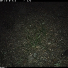 Trichosurus cunninghami (Mountain Brushtail Possum, Southern Bobuck) at Kangaroo Valley, NSW - 8 Sep 2024 by don@kerrigan.net