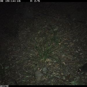Trichosurus vulpecula at Kangaroo Valley, NSW - 8 Sep 2024 by don@kerrigan.net