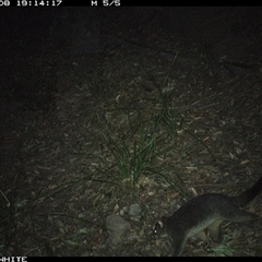 Trichosurus cunninghami at Kangaroo Valley, NSW - 8 Sep 2024 07:14 PM