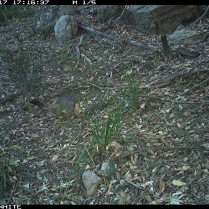 Trichosurus vulpecula (Common Brushtail Possum) at Kangaroo Valley, NSW - 17 Sep 2024 by don@kerrigan.net