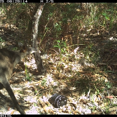 Wallabia bicolor (Swamp Wallaby) at Kangaroo Valley, NSW - 25 Oct 2024 by don@kerrigan.net