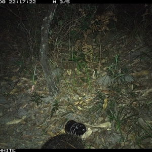 Tachyglossus aculeatus (Short-beaked Echidna) at Kangaroo Valley, NSW - 8 Nov 2024 by don@kerrigan.net