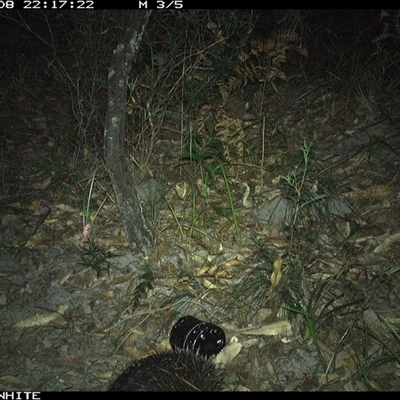 Tachyglossus aculeatus (Short-beaked Echidna) at Kangaroo Valley, NSW - 8 Nov 2024 by don@kerrigan.net