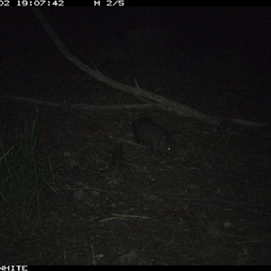Vombatus ursinus (Common wombat, Bare-nosed Wombat) at Kangaroo Valley, NSW - 2 Oct 2024 by don@kerrigan.net