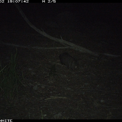Vombatus ursinus (Common wombat, Bare-nosed Wombat) at Kangaroo Valley, NSW - 2 Oct 2024 by don@kerrigan.net