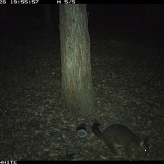 Trichosurus vulpecula (Common Brushtail Possum) at Kangaroo Valley, NSW - 26 Oct 2024 by don@kerrigan.net
