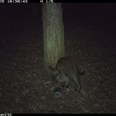 Wallabia bicolor (Swamp Wallaby) at Kangaroo Valley, NSW - 5 Nov 2024 by don@kerrigan.net
