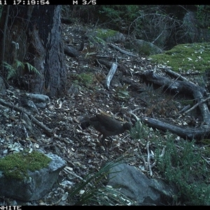 Menura novaehollandiae (Superb Lyrebird) at Kangaroo Valley, NSW - 11 Sep 2024 by don@kerrigan.net