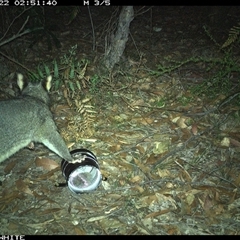 Trichosurus vulpecula (Common Brushtail Possum) at Kangaroo Valley, NSW - 22 Oct 2024 by don@kerrigan.net