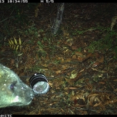 Wallabia bicolor (Swamp Wallaby) at Kangaroo Valley, NSW - 13 Nov 2024 by don@kerrigan.net