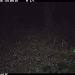 Vulpes vulpes (Red Fox) at Kangaroo Valley, NSW - 5 Sep 2024 by don@kerrigan.net