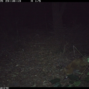 Vulpes vulpes (Red Fox) at Kangaroo Valley, NSW - 5 Sep 2024 by don@kerrigan.net