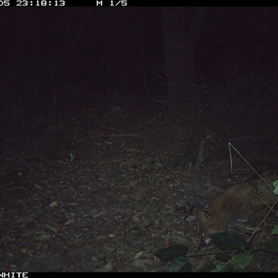 Vulpes vulpes (Red Fox) at Kangaroo Valley, NSW - 5 Sep 2024 by don@kerrigan.net