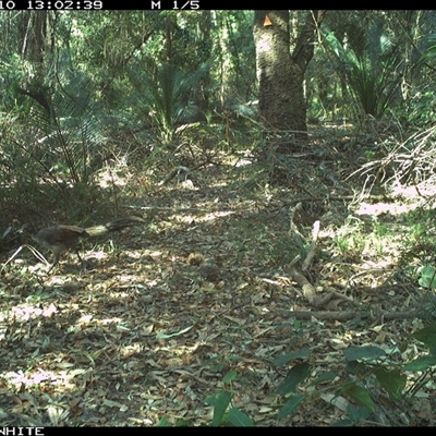 Menura novaehollandiae (Superb Lyrebird) at Kangaroo Valley, NSW - 10 Sep 2024 by don@kerrigan.net