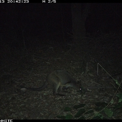 Wallabia bicolor (Swamp Wallaby) at Kangaroo Valley, NSW - 13 Sep 2024 by don@kerrigan.net