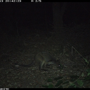 Wallabia bicolor (Swamp Wallaby) at Kangaroo Valley, NSW - 13 Sep 2024 by don@kerrigan.net