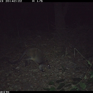 Wallabia bicolor at Kangaroo Valley, NSW - 13 Sep 2024 08:42 PM