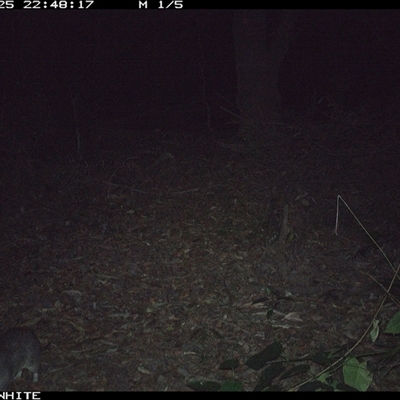 Perameles nasuta (Long-nosed Bandicoot) at Kangaroo Valley, NSW - 25 Sep 2024 by don@kerrigan.net
