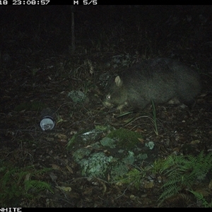 Vombatus ursinus (Common wombat, Bare-nosed Wombat) at Kangaroo Valley, NSW - 18 Oct 2024 by don@kerrigan.net