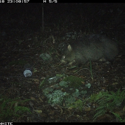 Vombatus ursinus (Common wombat, Bare-nosed Wombat) at Kangaroo Valley, NSW - 18 Oct 2024 by don@kerrigan.net