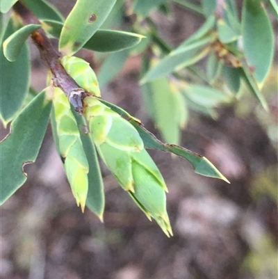Styphelia triflora (Five-corners) at Crowther, NSW - 12 Jun 2025 by Frecko