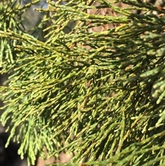 Callitris endlicheri (Black Cypress Pine) at Crowther, NSW - 12 Jun 2025 by Frecko