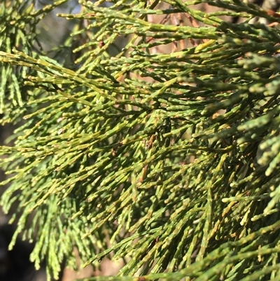 Callitris endlicheri (Black Cypress Pine) at Crowther, NSW - 12 Jun 2025 by Frecko