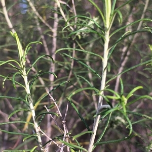 Cassinia laevis subsp. rosmarinifolia at Crowther, NSW - Yesterday by Frecko