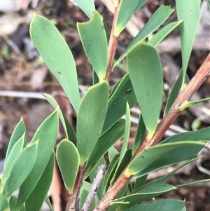 Styphelia triflora at Crowther, NSW - Yesterday by Frecko