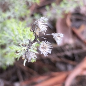 Chrysocephalum semipapposum (Clustered Everlasting) at Crowther, NSW - Yesterday by Frecko