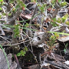 Bossiaea buxifolia (Matted Bossiaea) at Crowther, NSW - 12 Jun 2025 by Frecko
