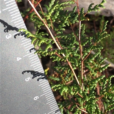 Cheilanthes sieberi subsp. sieberi (Mulga Rock Fern) at Crowther, NSW - 12 Jun 2025 by Frecko