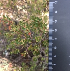 Brachyloma daphnoides (Daphne Heath) at Crowther, NSW - 12 Jun 2025 by Frecko